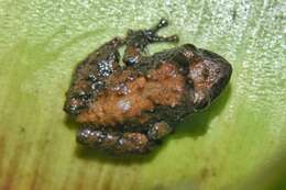 Image of Pristimantis parectatus (Lynch & Rueda-Almonacid 1998)