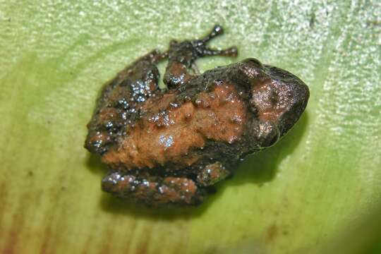 Image of Pristimantis parectatus (Lynch & Rueda-Almonacid 1998)