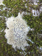 Image of porpidia lichen