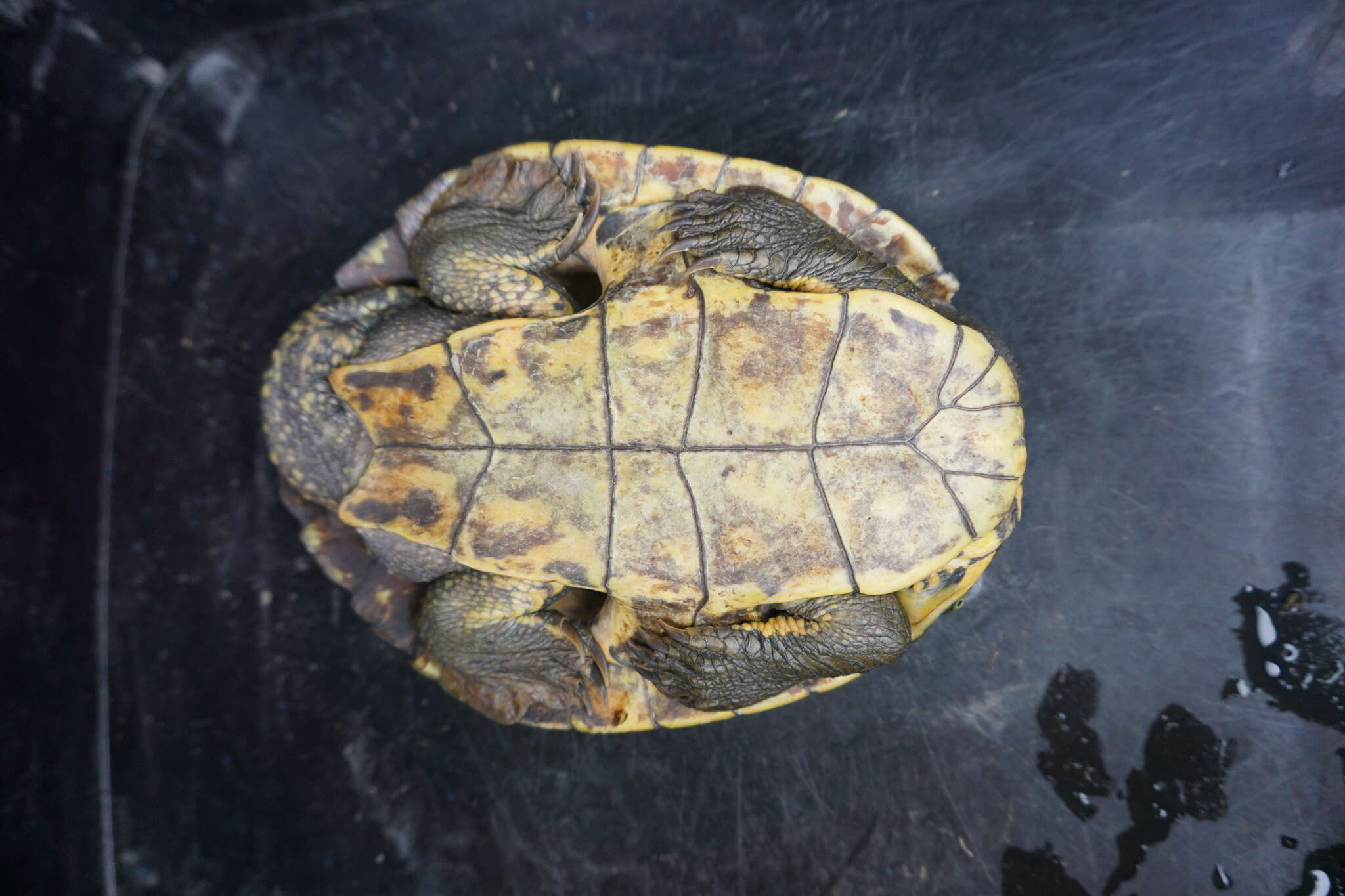 Image of Manning River snapping turtle