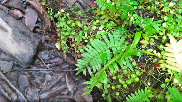 Image of resurrection fern