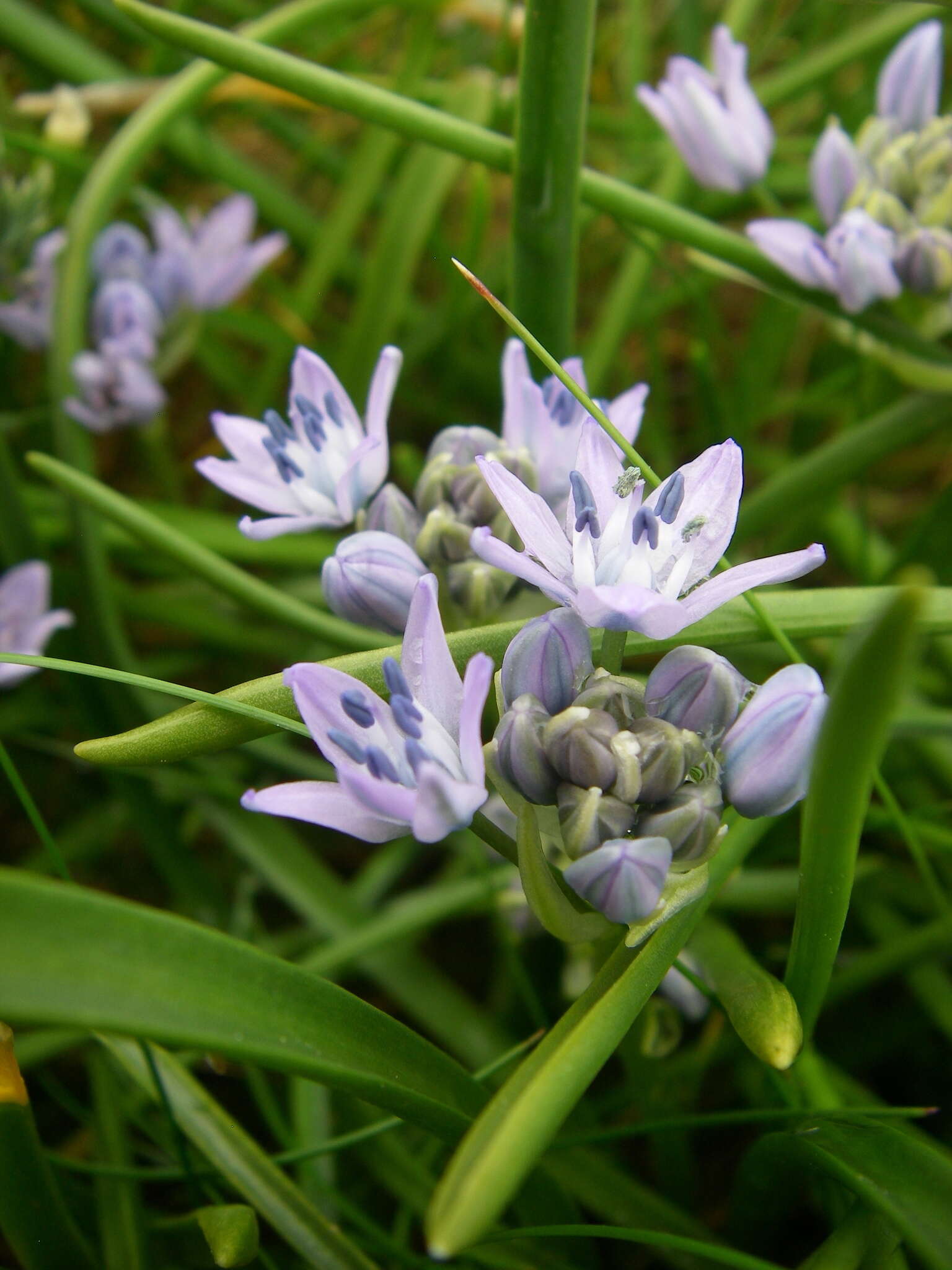 Image de Scille de printemps