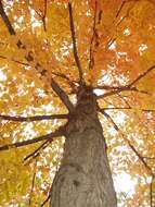 Image of sugar maple