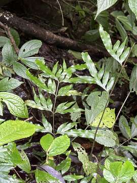 Image of Pteris formosana Bak.