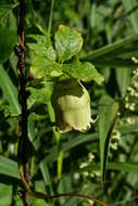 Codonopsis lanceolata (Siebold & Zucc.) Benth. & Hook. fil. ex Trautv. resmi