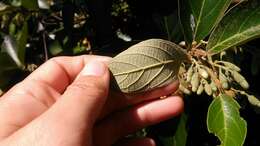 Image of Styrax camporum Pohl