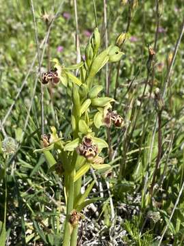 Image of Ophrys scolopax subsp. rhodia (H. Baumann & Künkele) H. A. Pedersen & Faurh.