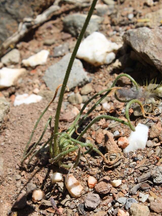 Imagem de Albuca viscosa L. fil.