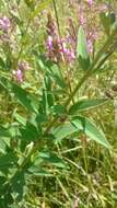 Image of showy ticktrefoil