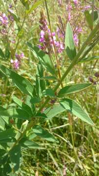 Image of showy ticktrefoil