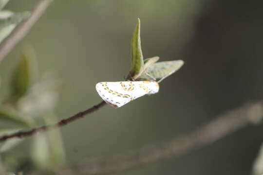 صورة Philtraea mexicana Buckett (1971)