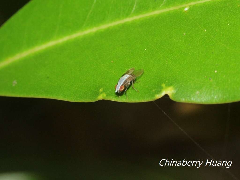 Image of Homoneura discoglauca (Walker 1860)