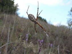 Image of Banded Argiope