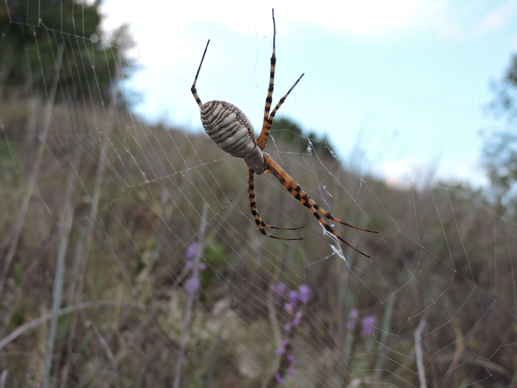 Image of Banded Argiope