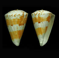 Image of Conus adami Wils 1988