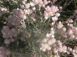 Image of Achyranthemum paniculatum