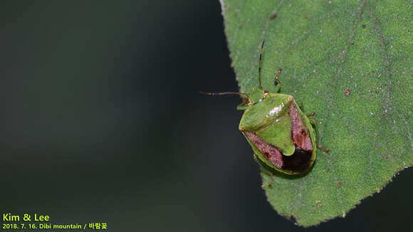 Image of Stink bug