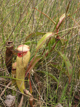 Imagem de Nepenthes bokorensis Mey