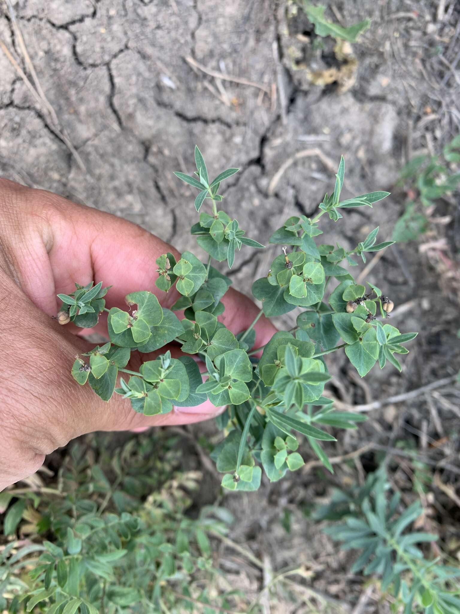 Слика од Euphorbia caesia Kar. & Kir.