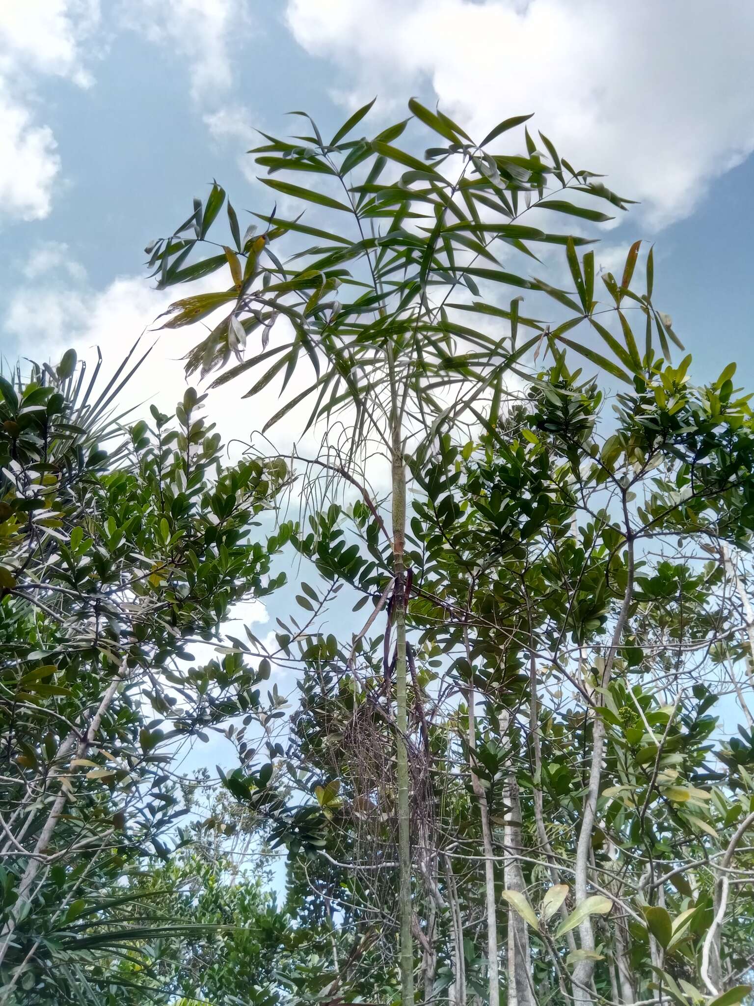 Image of Dypsis nodifera Mart.