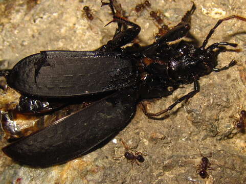 Carabus (Leptocarabus) seishinensis (Vacher de Lapouge 1932) resmi