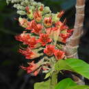 Image of Flame Vine