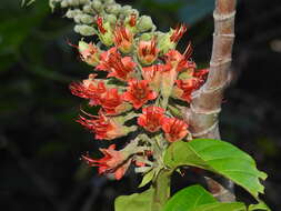 Image of Flame Vine