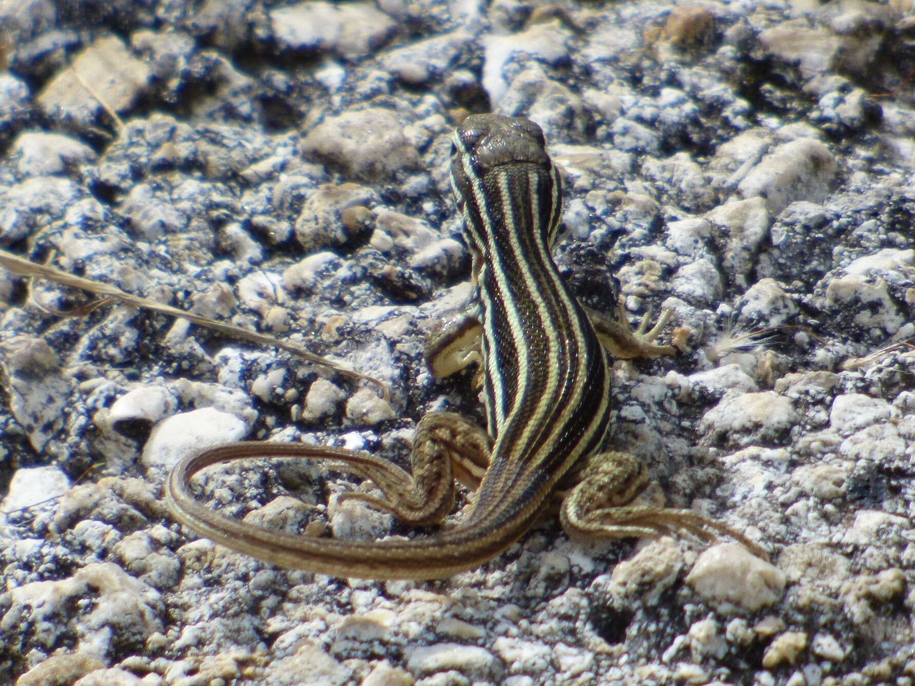 Image of Sierra Curlytail Lizard