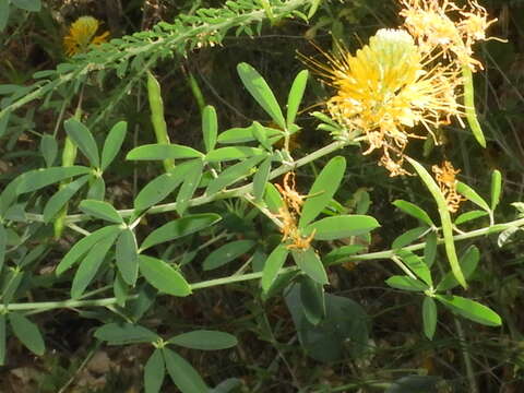 Image of Jones' Beeplant