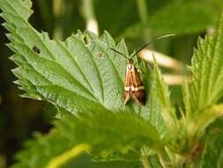 Imagem de Nemophora degeerella Linnaeus 1758