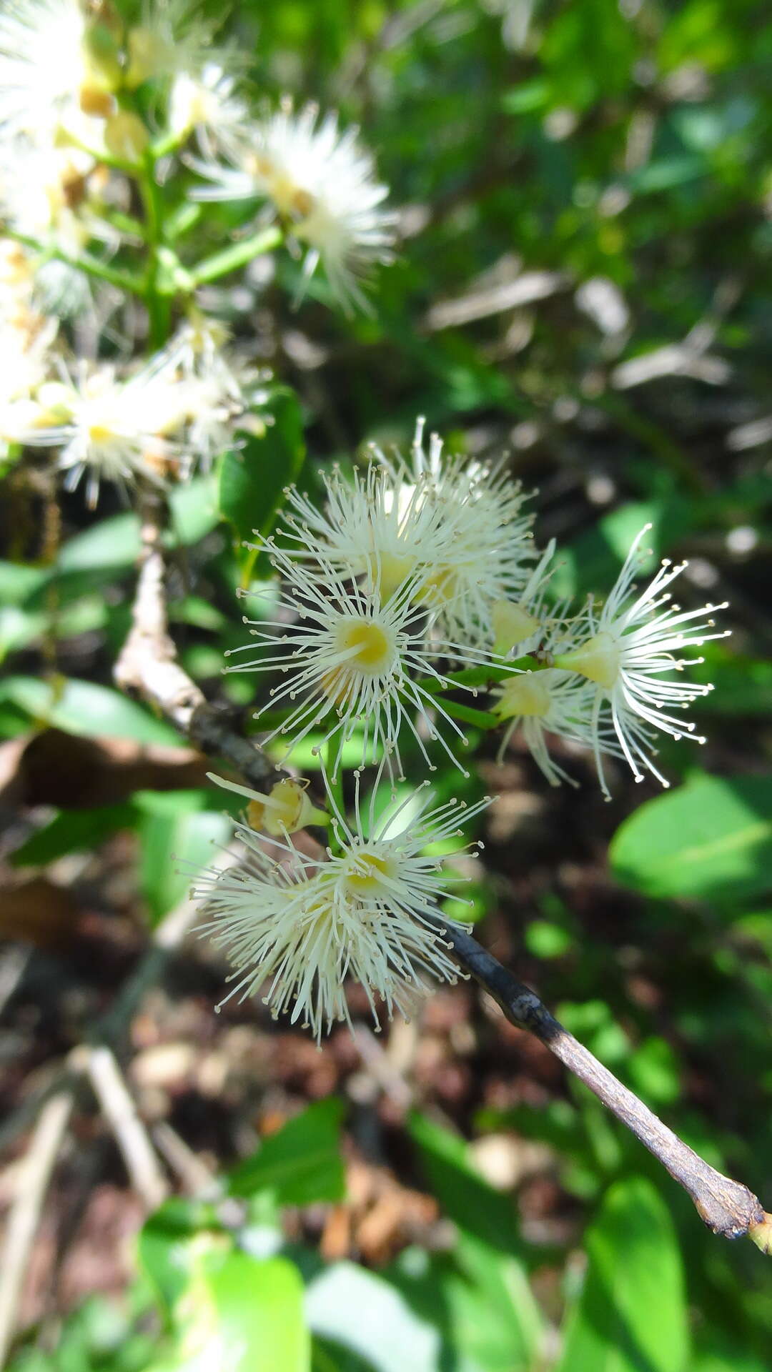 Image de Syzygium salicifolium (Wight) J. Grah.