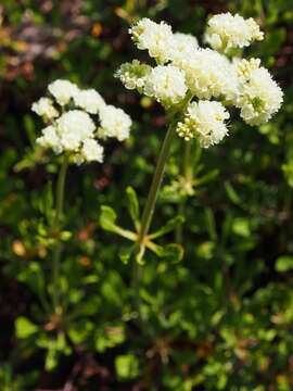 Image of parsnipflower buckwheat