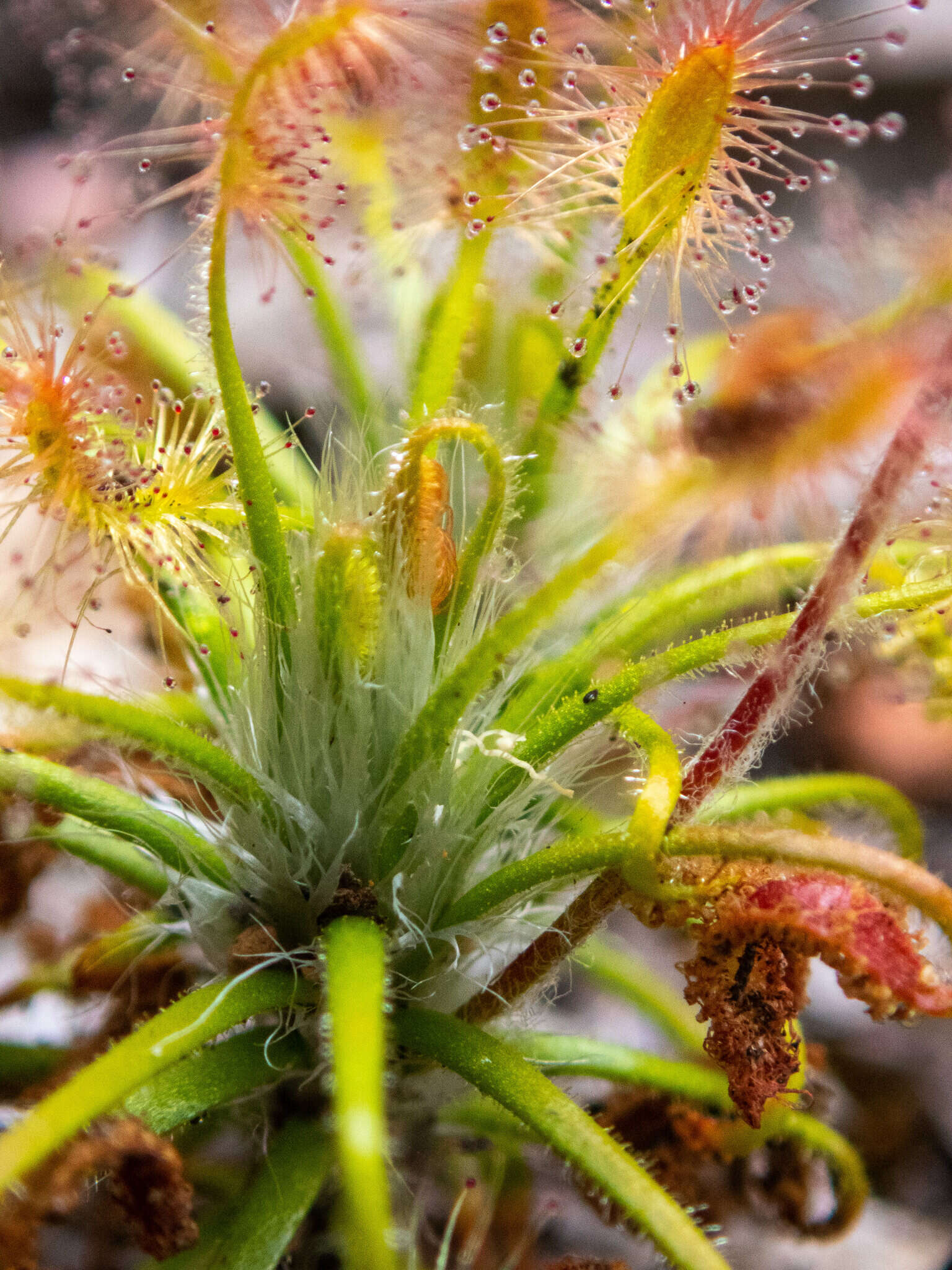 Image de Drosera scorpioides Planch.