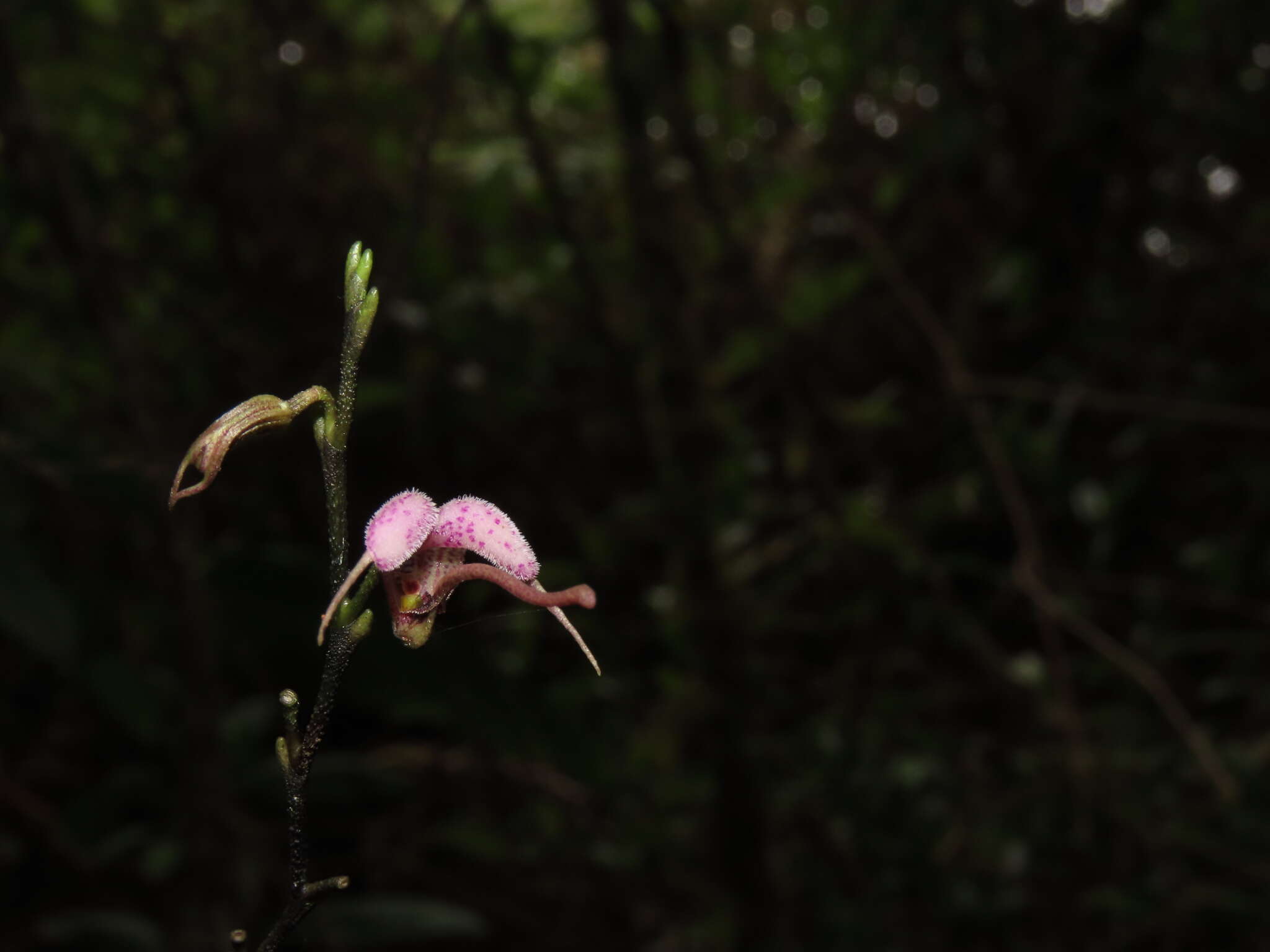 Plancia ëd Scaphosepalum lima (F. Lehm. & Kraenzl.) Schltr.