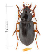 Image of Anisodactylus (Spongopus) verticalis (Le Conte 1847)