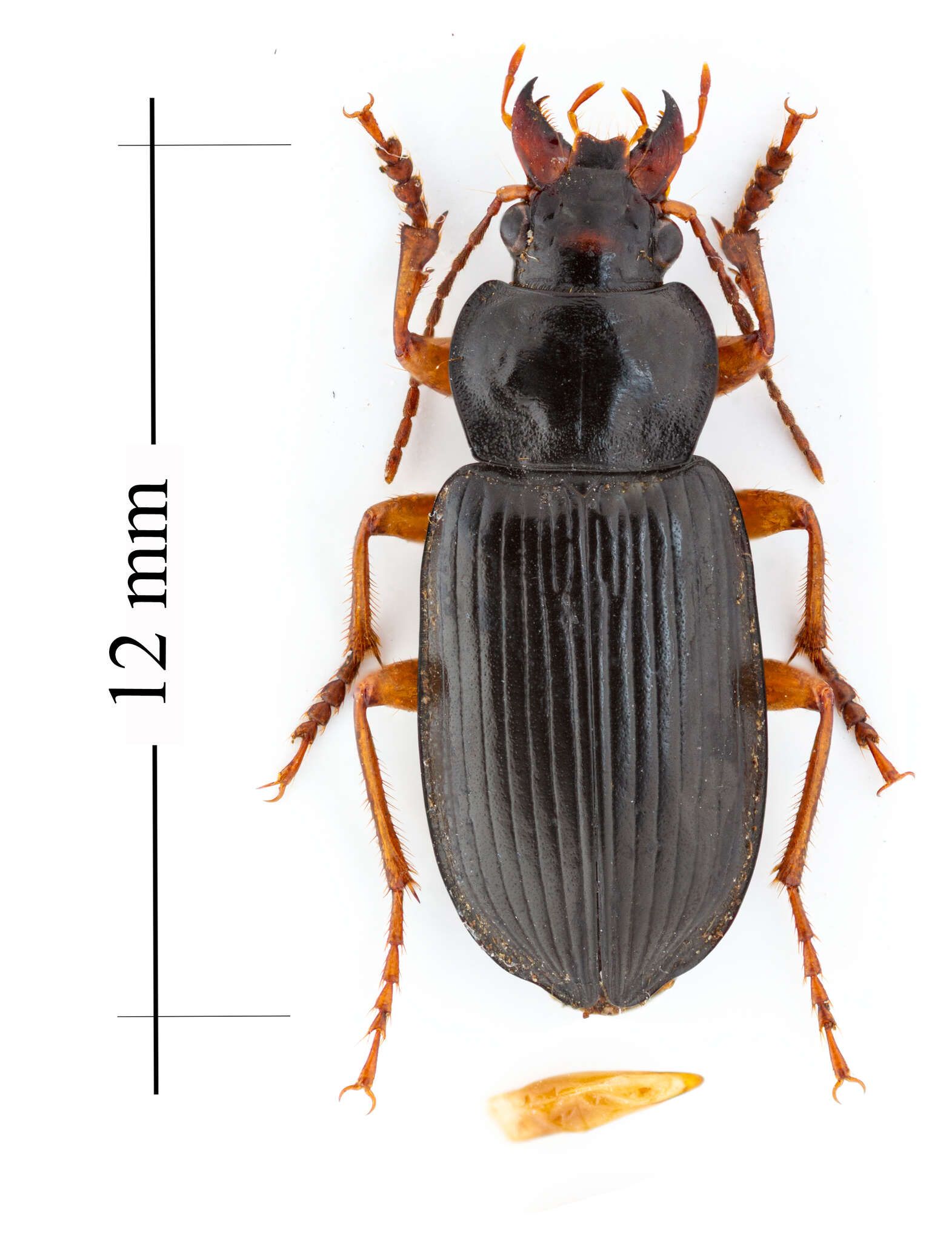 Image of Anisodactylus (Spongopus) verticalis (Le Conte 1847)