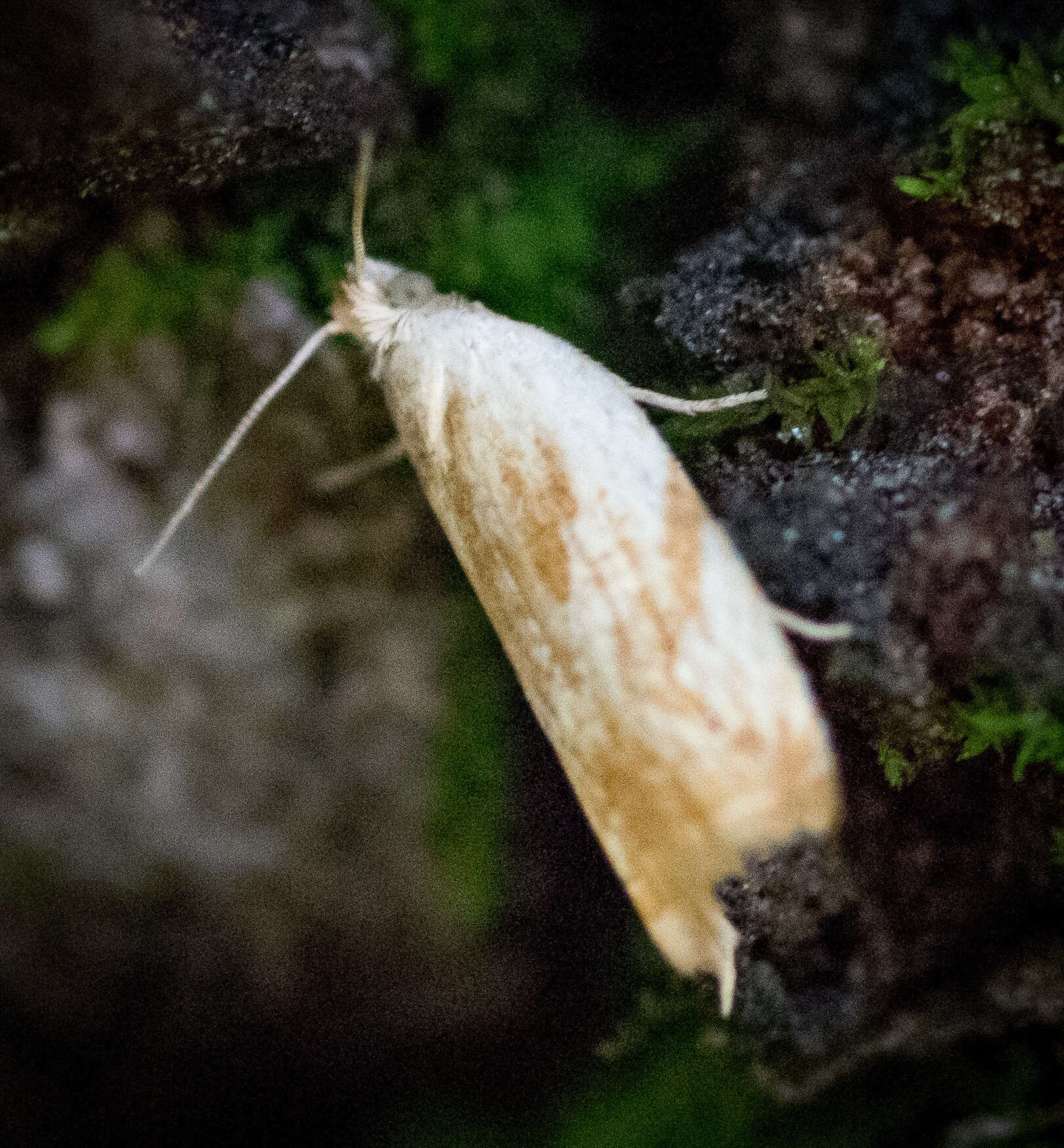 Image of Ancylis platanana Clemens 1860