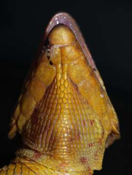 Image de Pseudocordylus microlepidotus namaquensis Hewitt 1927