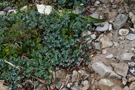 Image de Mertensia maritima subsp. maritima