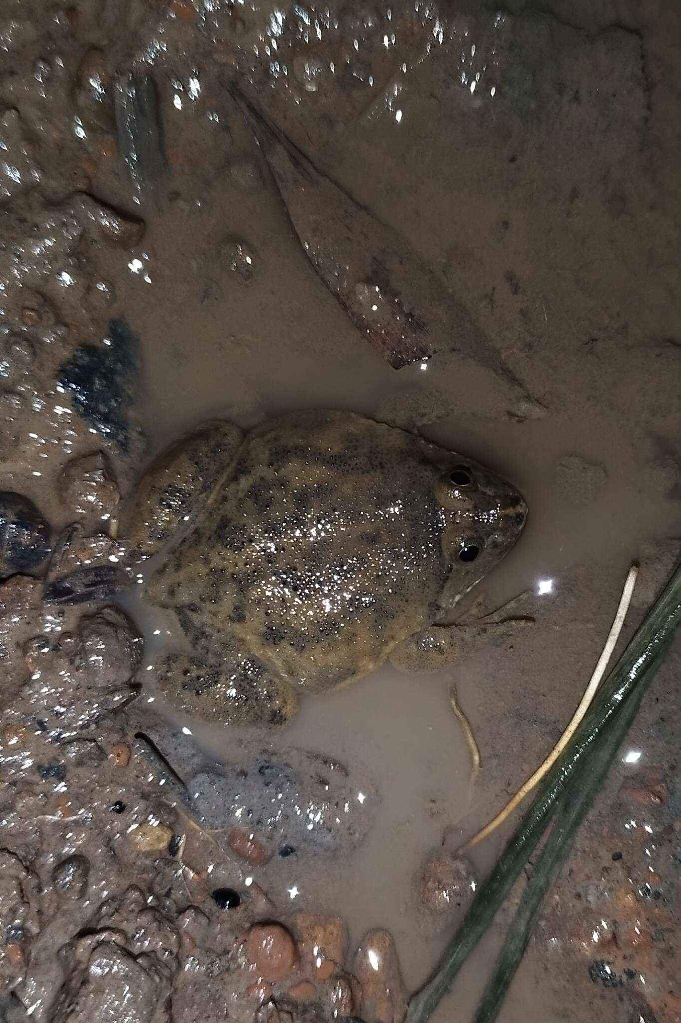 Image of Green Puddle Frog