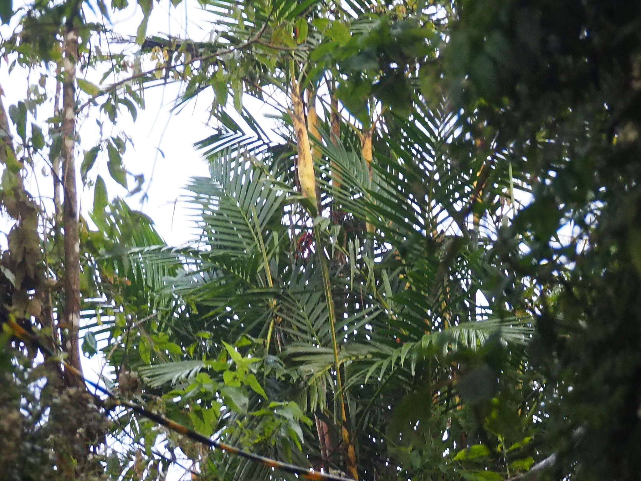 Image of Ivory cane palm