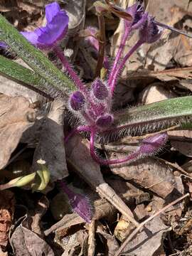 Image de Tradescantia longipes E. S. Anderson & Woodson