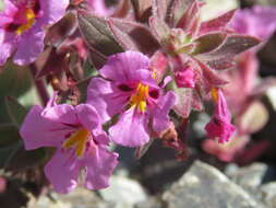 Image of Johnston's monkeyflower