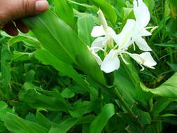 Imagem de Hedychium coronarium J. Koenig