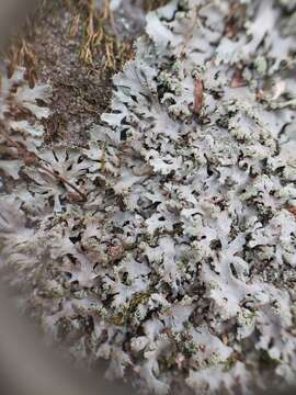 Image of wreath lichen