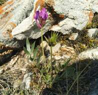 Image de Oxytropis popoviana Peschkova