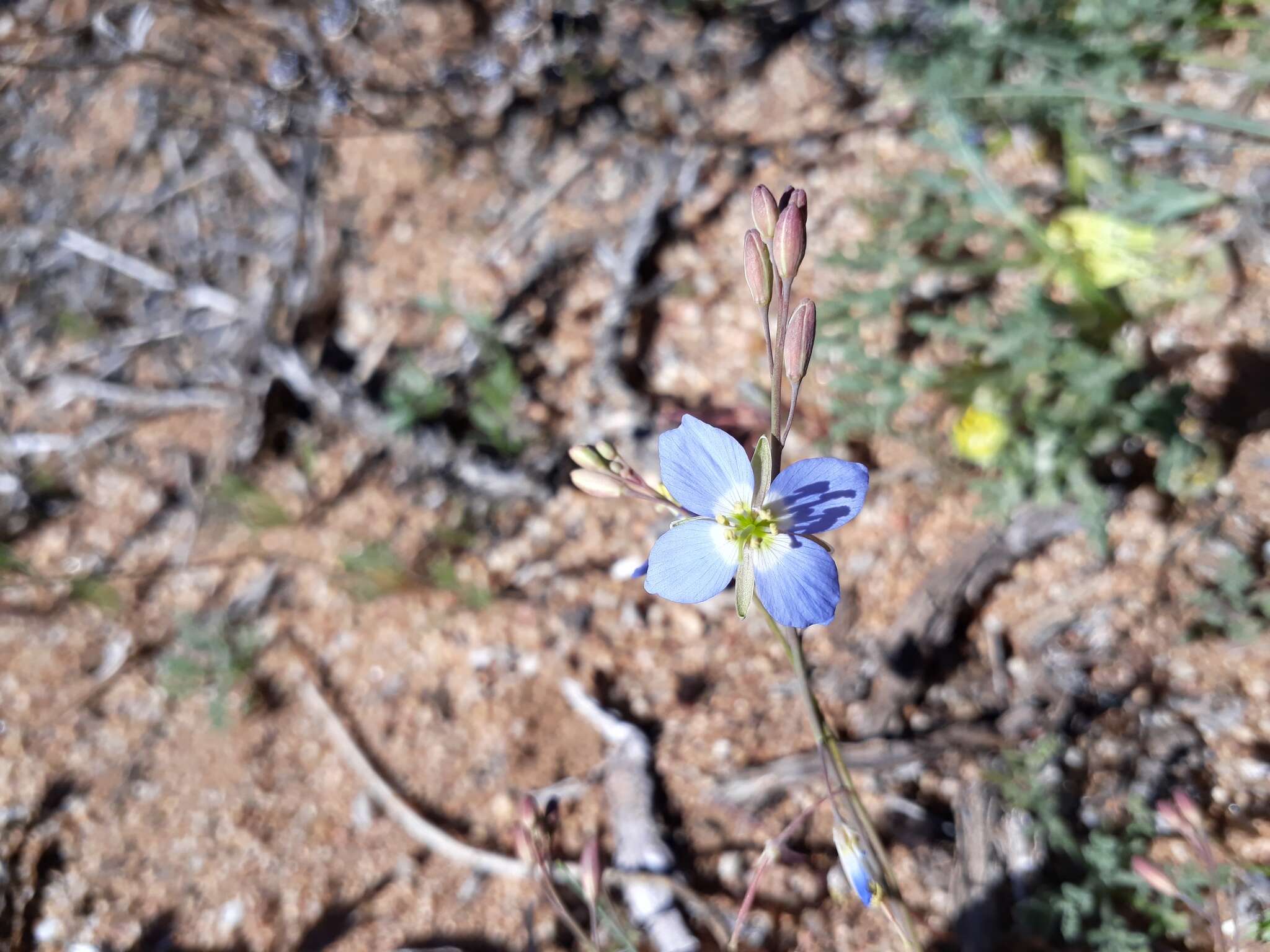 Image of Heliophila lactea Schltr.