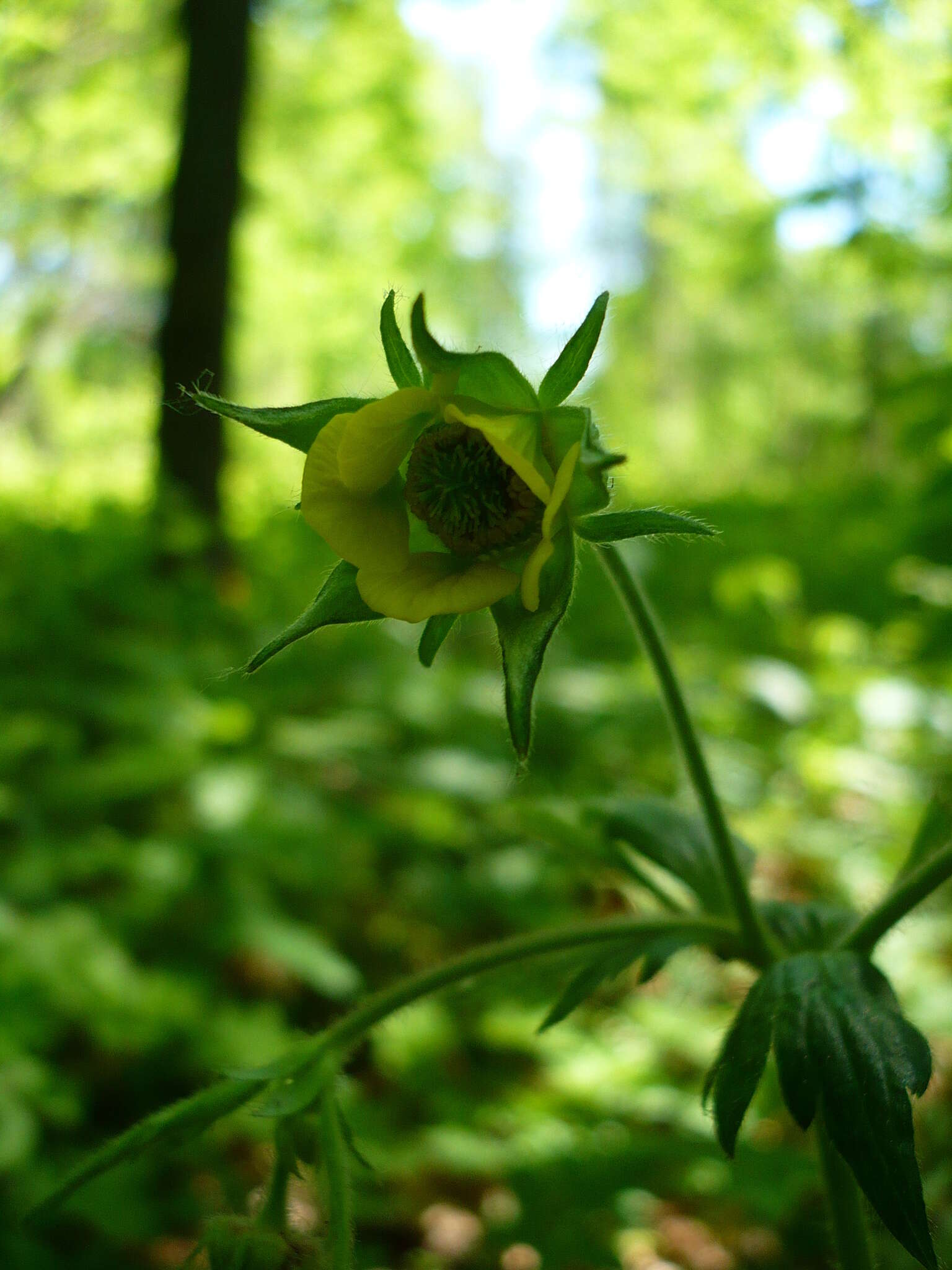 Image of Geum intermedium Ehrh.