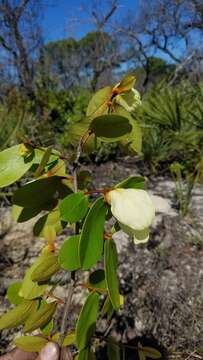 Image of bigflower pawpaw