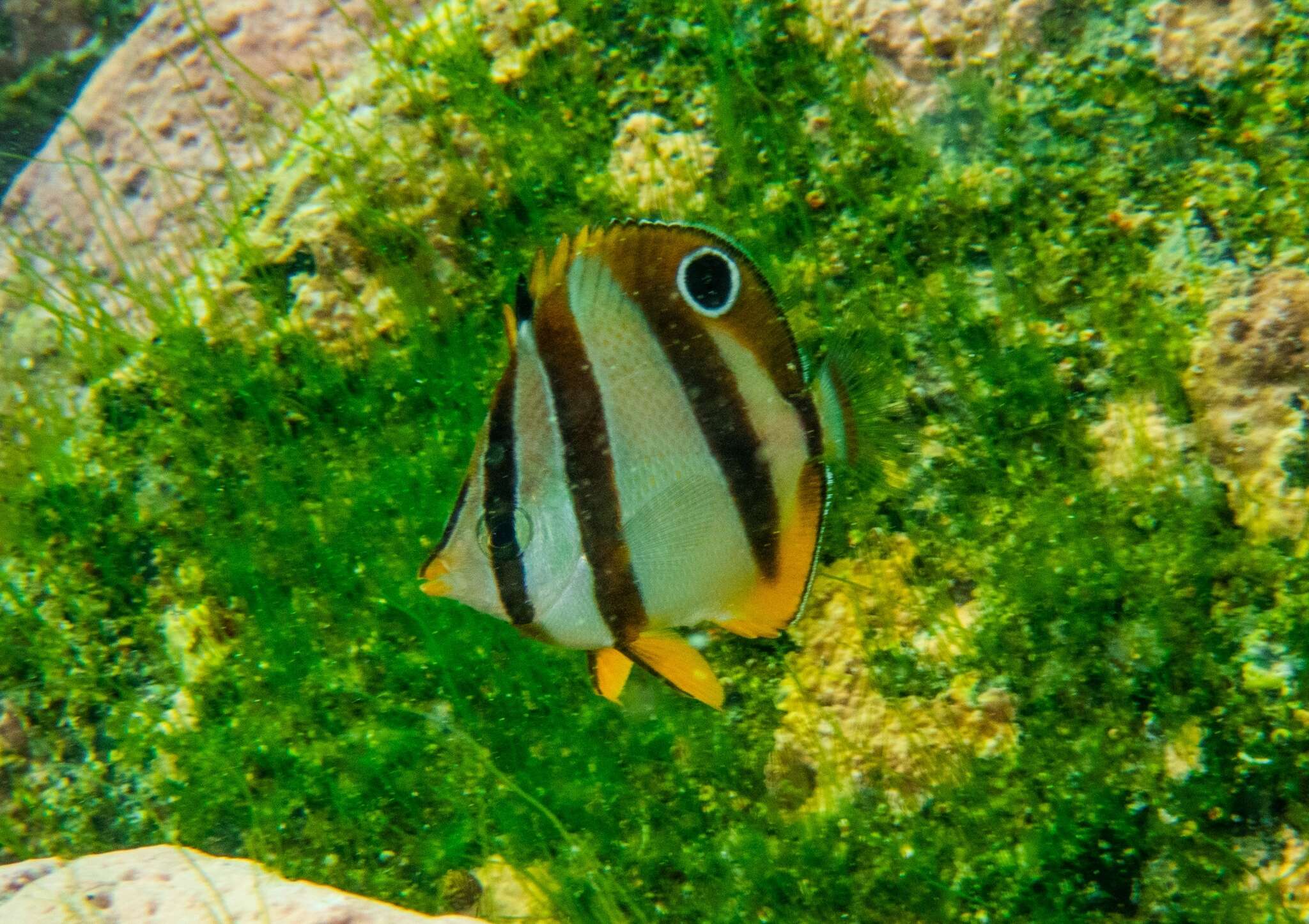 Image of Double sash butterflyfish